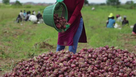 Female-farmer-pours-freshly-harvested-onions-from-basket-unto-onion-heap