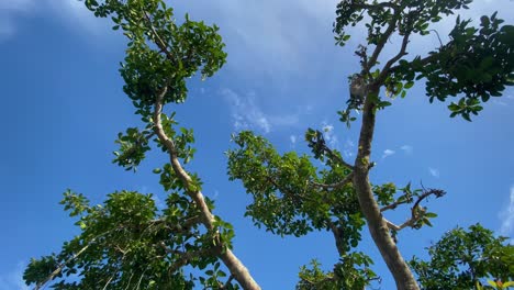 Rama-De-árbol-Banyan-En-Un-Día-Soleado-Con-Cielo-Azul
