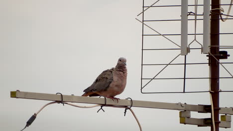 Dove-over-antenna-in-cloudy-day
