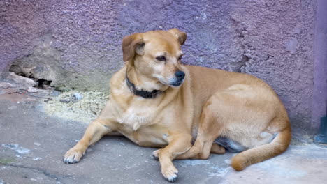 Caramel-dog-abandoned-on-the-street