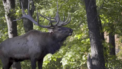 Bull-Elk-Bugling-During-Fall-Rut-in-4K
