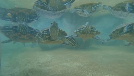 Kleine-Meeresschildkröte-Mit-Ihrer-Familie,-Die-Unter-Wasser-Schwimmt,-Weitschuss-4k