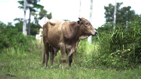 Cow-Standing-In-Farm-Pasture-In-Phuket,-Thailand---wide
