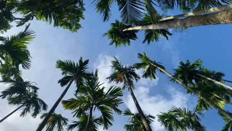 Low-angle-pov-view-of-tropical-palm-tree-garden-with-sunny-blue-sky