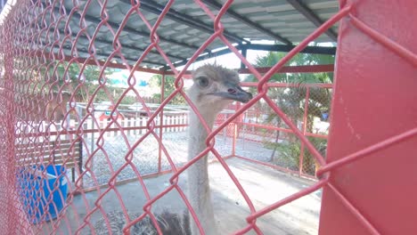 Ostrich-in-captivity-following-the-camera