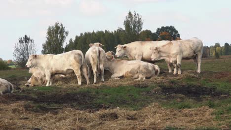 White-beef-cows-graze-in-a-green-meadow