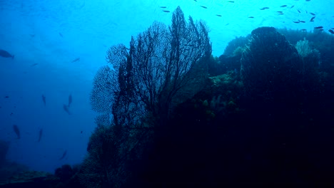 Silueta-De-Arrecife-De-Coral-En-Colores-Azul-Y-Negro-Del-Océano