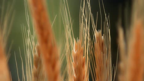 Wheat-field,-ears-of-golden-wheat-close-up