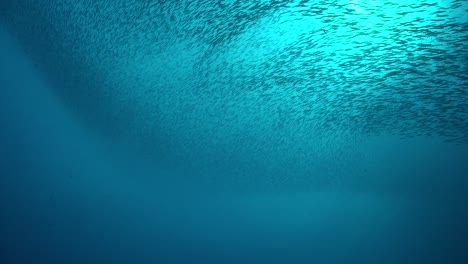 Fischschwarm-Hautnah-Im-Blau-Unter-Der-Meeresoberfläche-Mit-Sonne-Im-Hintergrund,-Die-Durch-Die-Wasseroberfläche-Scheint