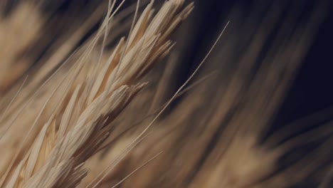 Golden-ripe-wheat-ear-moving-in-the-breeze,-macro-shot