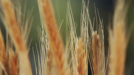 beautiful-shot-of-the-golden-spikes-of-the-wheat-crop-in-the-wind-ready-to-harvest