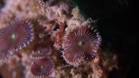 Sea-anemone-close-up-on-coral-reef-at-night