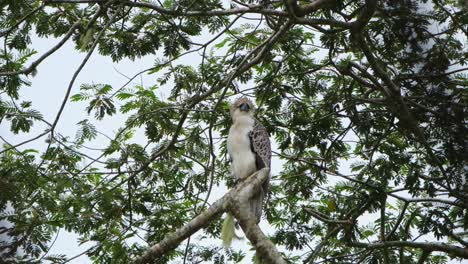 Seen-on-top-of-a-branch-looking-to-the-right-of-the-frame-and-then-looks-into-the-middle-during-a-windy-afternoon,-Philippine-Eagle-Pithecophaga-jefferyi,-Philippines