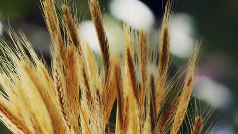 Wheat-growing-in-a-wheat-field,-bokeh-background