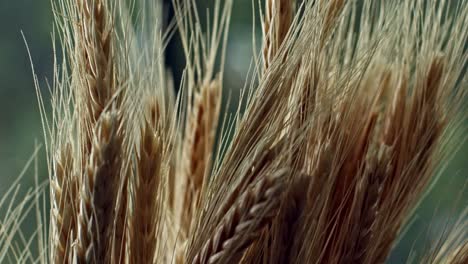 Close-up-of-the-spikes-of-nutritious-ripe-wheat-plants-in-the-summer,-ready-to-harvest-the-grains
