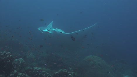 Mantarochen,-Der-über-Tropischem-Korallenriff-In-Raja-Ampat-Schwebt