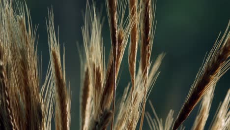 Closeup-shot-of-ripe-wheat,-gently-moving-in-breeze
