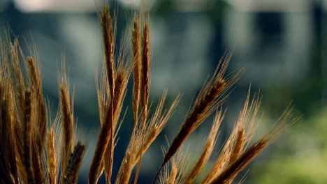 Close-up-of-a-bundle-of-ripe-wheat-plants-ready-to-harvest-moving-in-the-wind