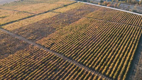 Aerial-drone-flight-over-large-columns-of-grapes---vineyards-in-the-hills-around-Chisinau-in-autumn-shot-in-the-afternoon-sun---Chisinau,-Republic-of-Moldova-2022