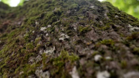 Green-moss-on-tree-trunk-extreme-close-up,-camera-moving-down-along-mossy-tree-trunk-against-sunlight