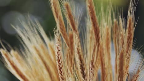 Golden-wheat-stalks-move-in-wind,-closeup-static-shot