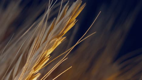 Static-macro-shot-of-wheat-at-sunrise.