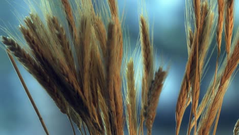 Nahaufnahme-Eines-Bündels-Weizenähren-Sind-Ein-Nahrhaftes-Getreide-Und-Erntereif