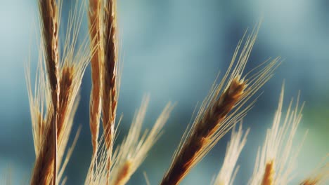 Die-Ähren-Des-Goldenen-Weizens-Im-Wind-Zur-Erntezeit