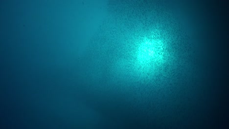 Fish-shoal-swimming-underwater-with-sun-in-the-background-shining-through-ocean-surface