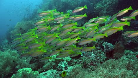Gelbe-Schnapper-Schwimmen-über-Korallenriffen-Mit-Tauchern-Im-Hintergrund