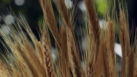 beautiful-close-up-shot-of-the-spikes-of-a-golden-wheat-crop-ready-to-harvest
