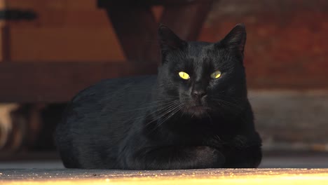 A-black-cat-is-lying-on-a-plank-floor