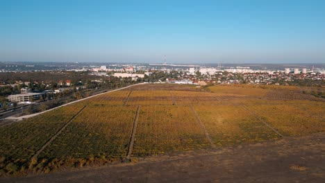 Aerial-drone-flyover-vineyards-and-grapes-in-autumn---descending-flight-over-golden-leafs-and-reflection-of-the-autmn-sun---panorama-of-Chisinau,-Republic-of-Moldova-in-the-background-2022