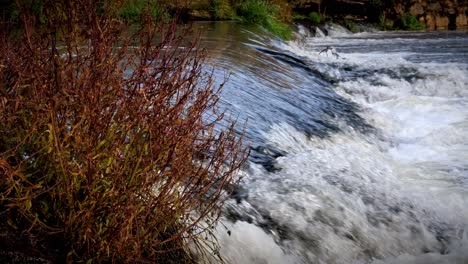 Closeup-of-water-cascading-over-a-weir-on-the-River-Exe-in-Exeter,-Devon-with-a-browning-autumn-shrub-in-the-foreground