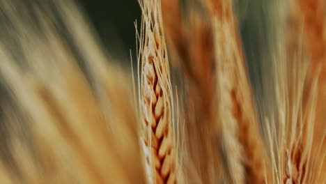 Golden-Wheat-stalks-in-sunlight,-gently-moving-in-wind