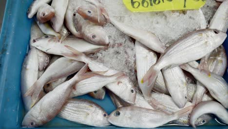 Ein-Eimer-Mit-Verzierten-Brassenfischen-Zum-Verkauf-In-Einem-Thailändischen-Fischmarkt,-Thailand
