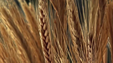Closeup-of-wheat-plant-on-agricultural-field-at-sunrise,-moving-in-the-wind