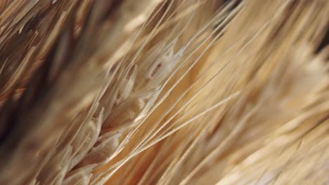 Selective-focus-of-golden-wheat-stalks,-illuminated-by-the-sun,-closeup