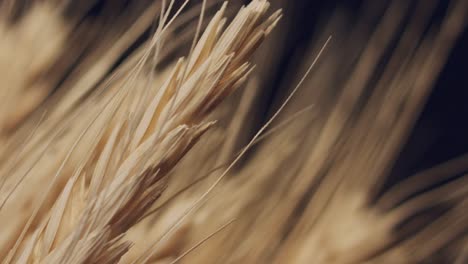 Wheat-grains-in-agricultural-field,-closeup.