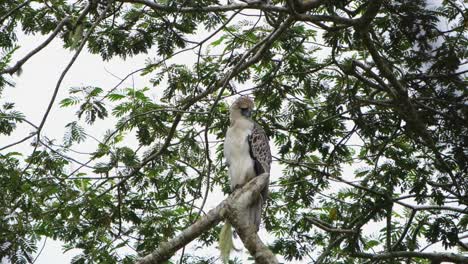 Ein-Zoom-Aus-Diesem-Majestätischen-Adler-In-Seinem-Natürlichen-Lebensraum,-Philippinischer-Adler-Pithecophaga-Jefferyi,-Philippinen