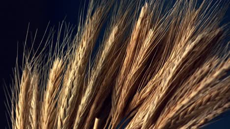 Organically-grown-non-GMO-whole-wheat.