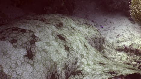 Close-up-of-gills-from-a-Wobbegong-shark-resting-on-sandy-ocean-bottom