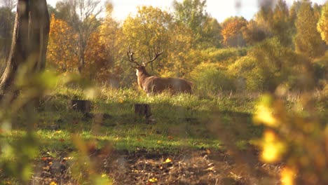 Wild-deer-garden-in-autumn