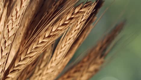 Close-up-of-some-ripe-wheat-ears-of-a-golden-crop-ready-to-harvest-,-shot-in-macro