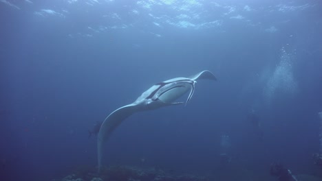 Manta-Ray-swimming-over-coral-reef-with-scuba-divers-watching-in-background