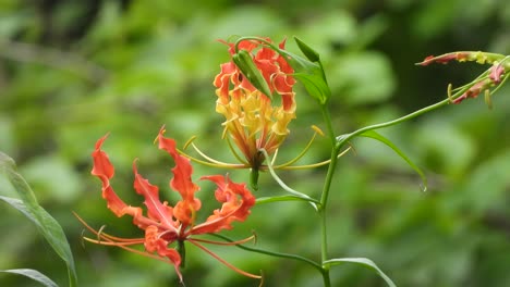 Flame-lily-flower-in-forest-