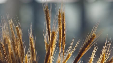Closeup-of-golden-colored-wheat-in-the-morning-sunlight
