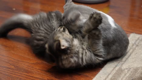 two-little-cat-fighting-hard-biting-on-floor