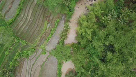 Top-down-drone-shot-of-tropical-landscape-with-river-surrounded-by-dense-trees-and-plantation