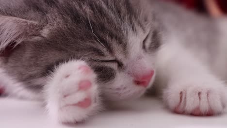 Rosa-Nase-Winziges-Faules-Kätzchen,-Das-Sich-Müde-Und-Schläfrig-Fühlt